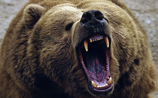 animal Bear