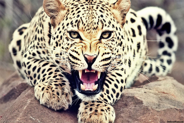 leopard