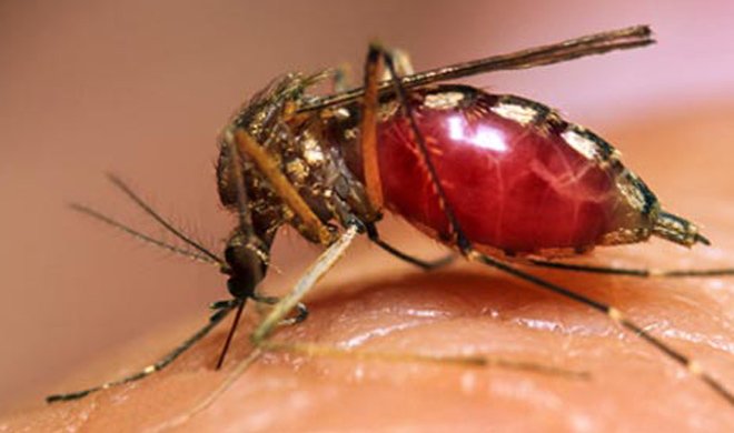 Dengue in dehradun