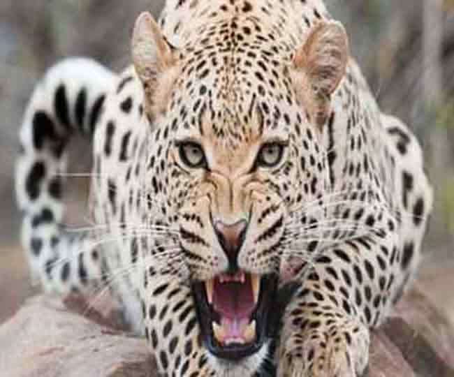 leopard attack in nainital