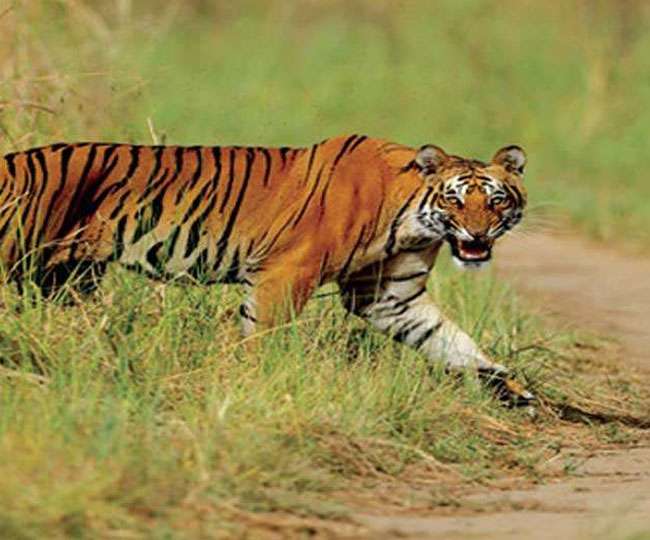 TIGER