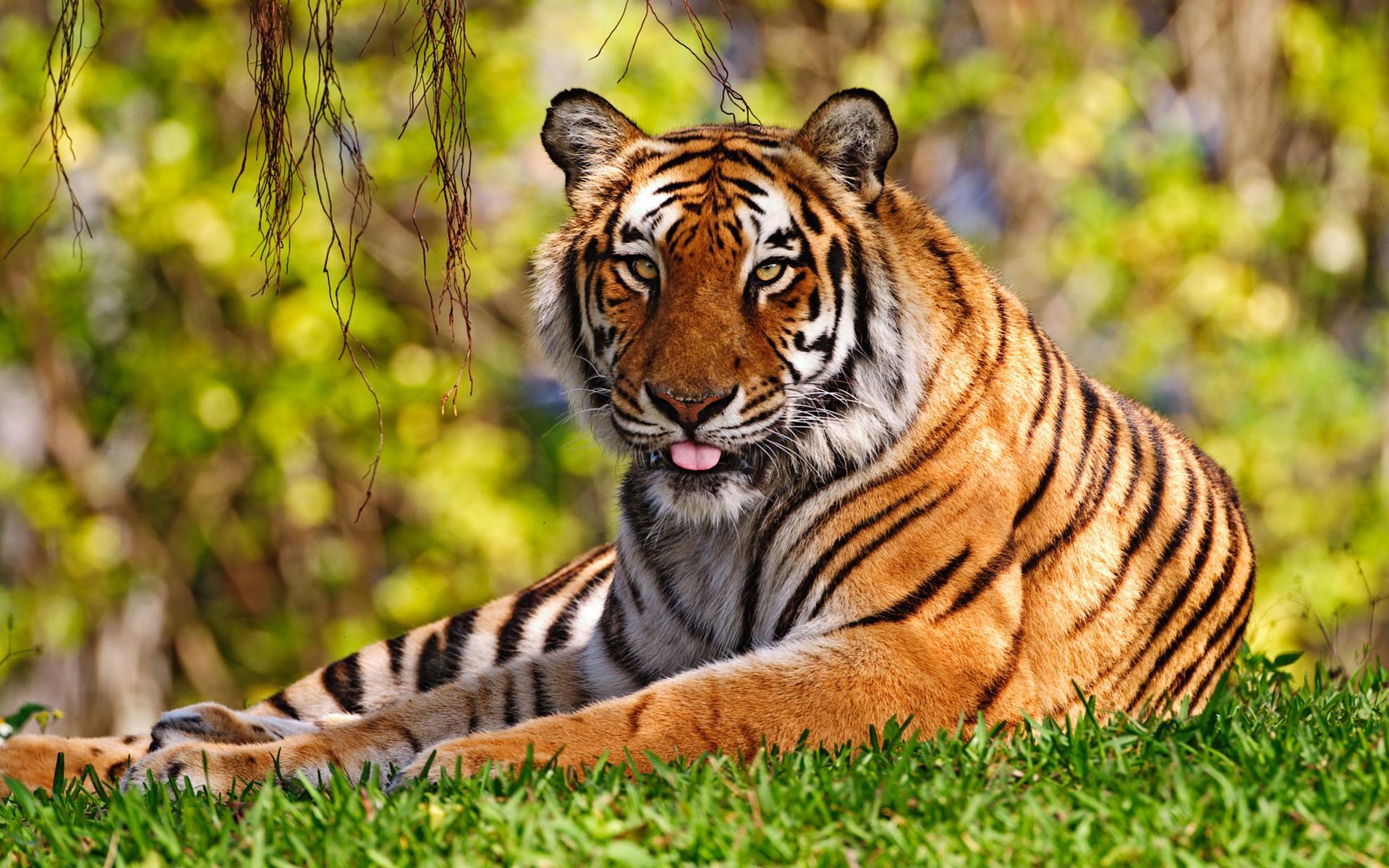 TIGER