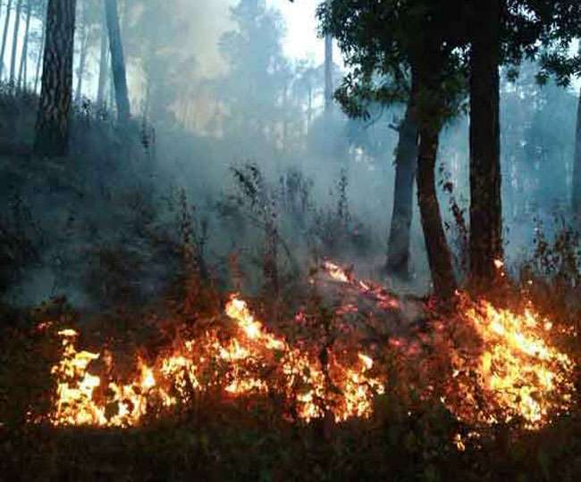 forest department