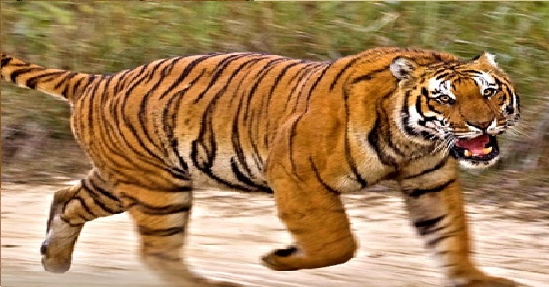 TIGER
