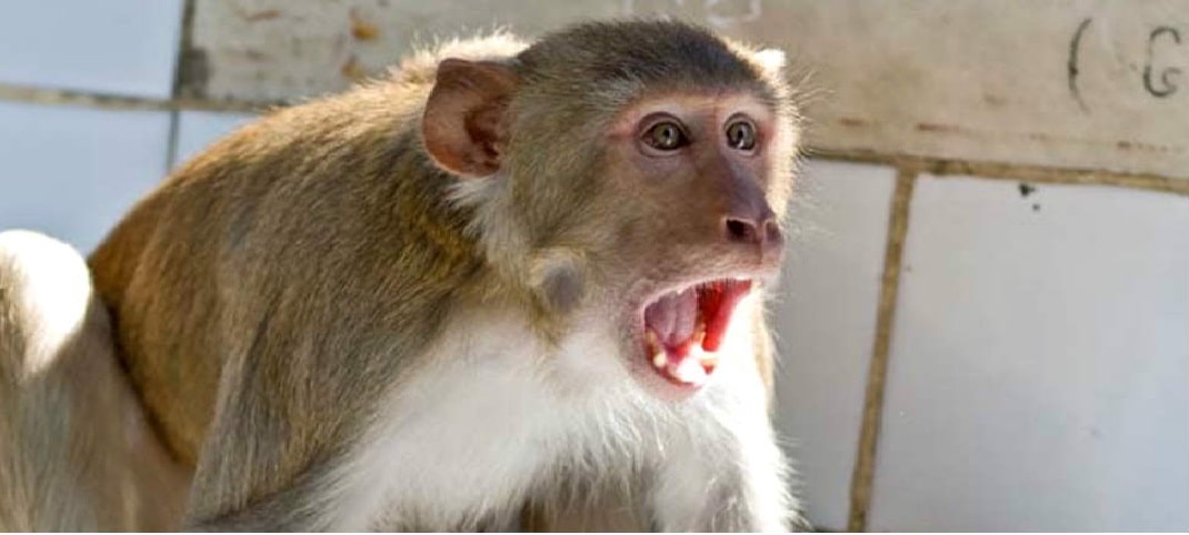 corona virus patients in uttarakhand