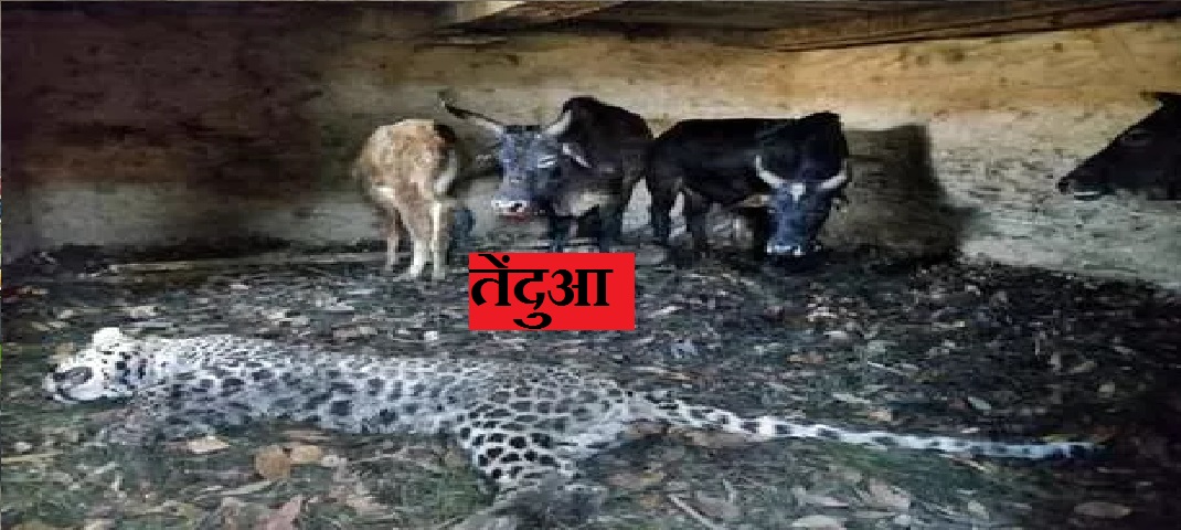 corona virus uttrakhand