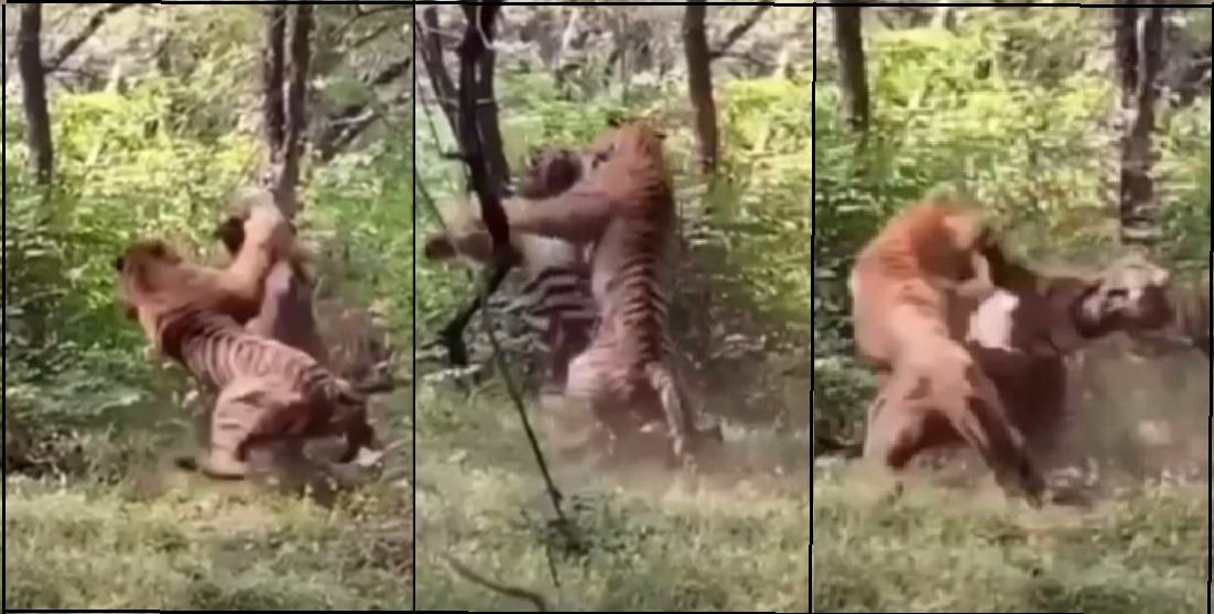 LEOPARD LIVE FIGHT VIDEO