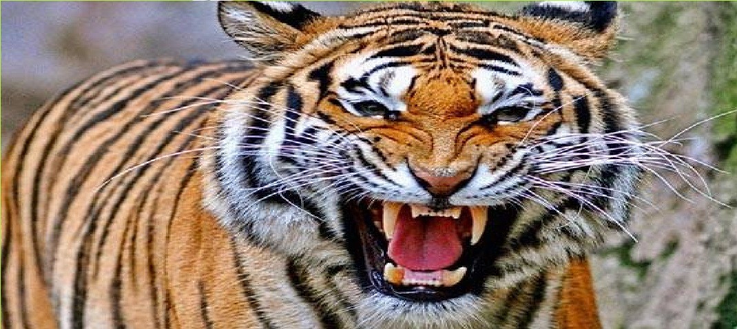 Tiger attack