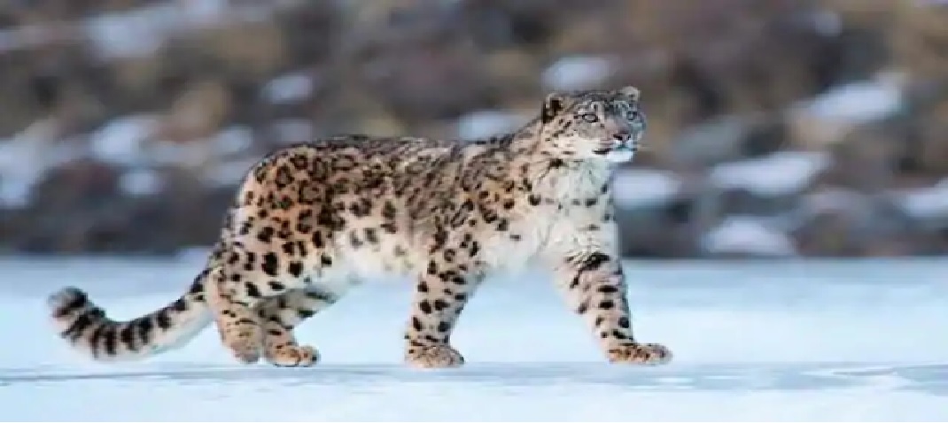 snow leopard