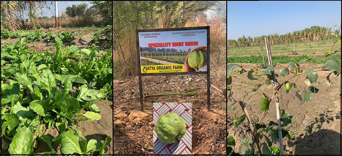 Organic farming in uttarakhand