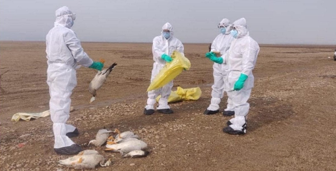 bird flu