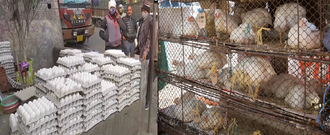 bird flu
