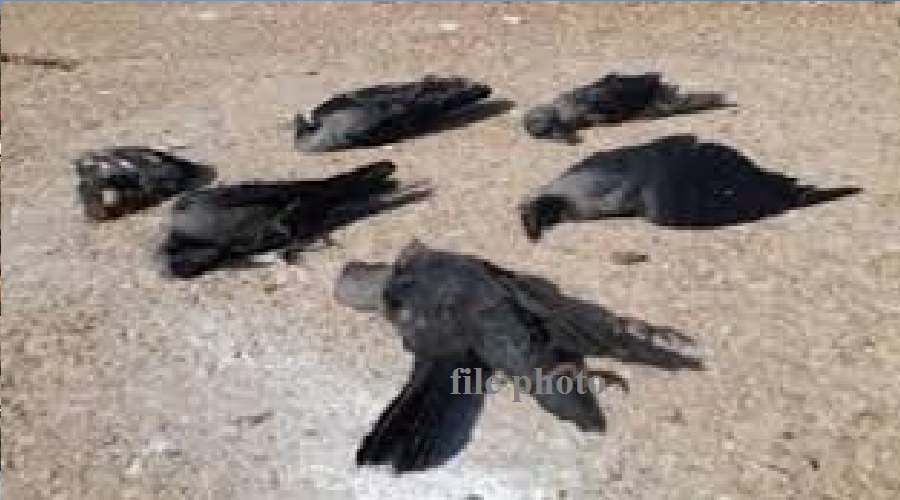 bird flu