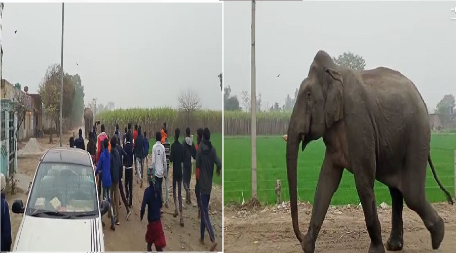 forest department