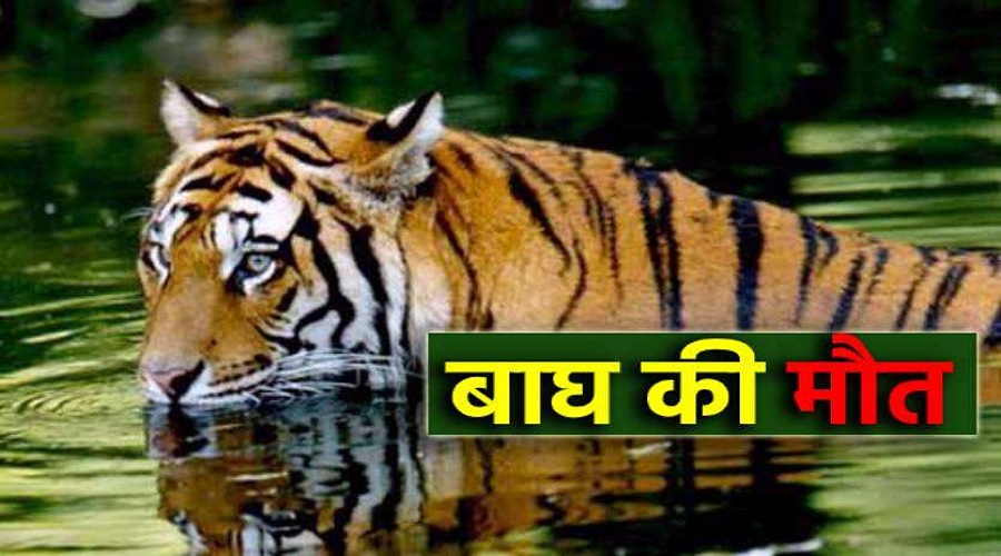 Tiger death