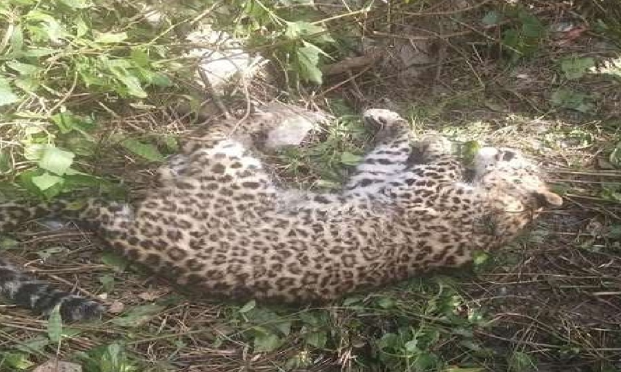 LEOPARD