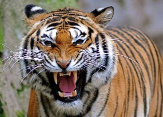 tiger