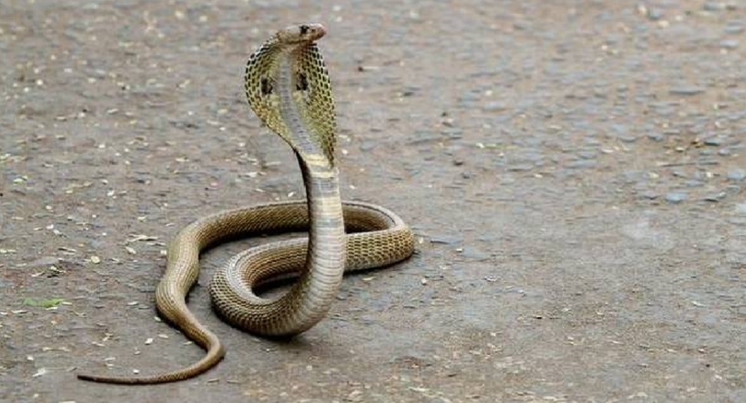 Snake