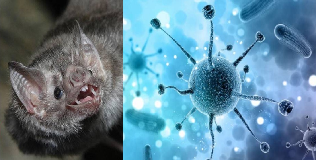 corona virus