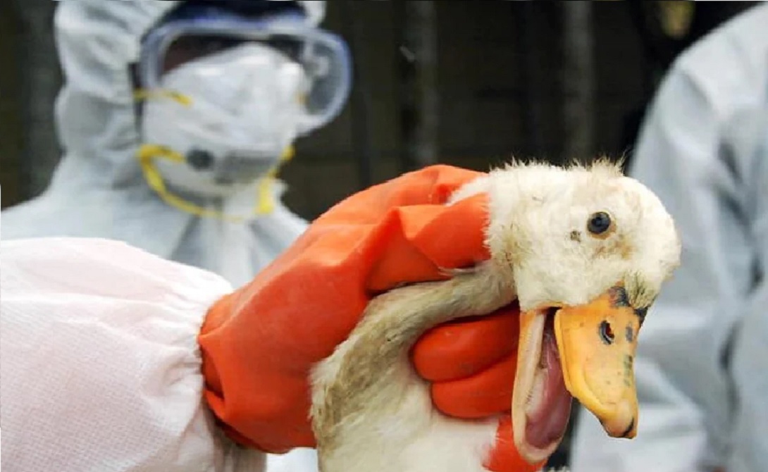 bird flu