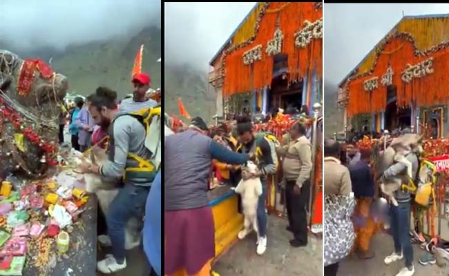 dog-in-kedarnath-dham