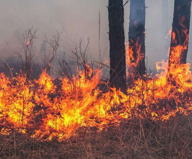 FOREST FIRE