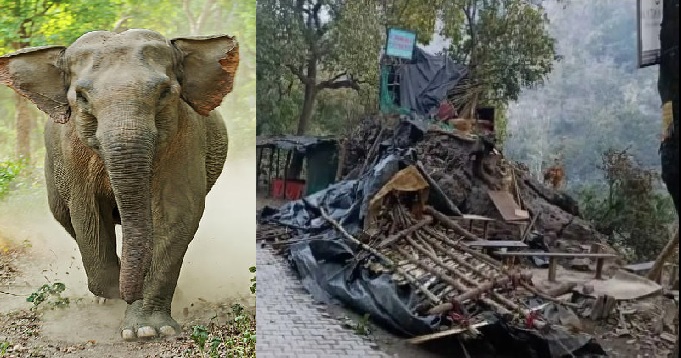 ELEPHANT ATTACK