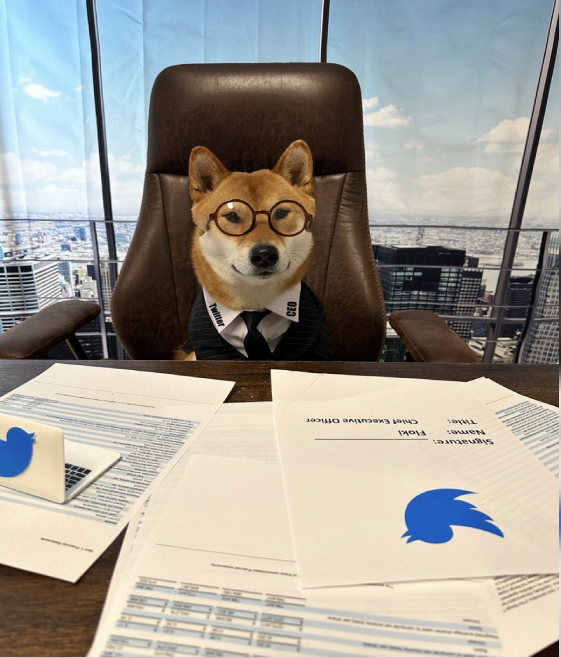 Dog becomes new CEO of Twitter