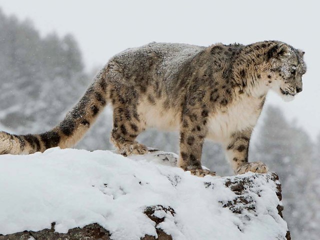 snow_leopard_