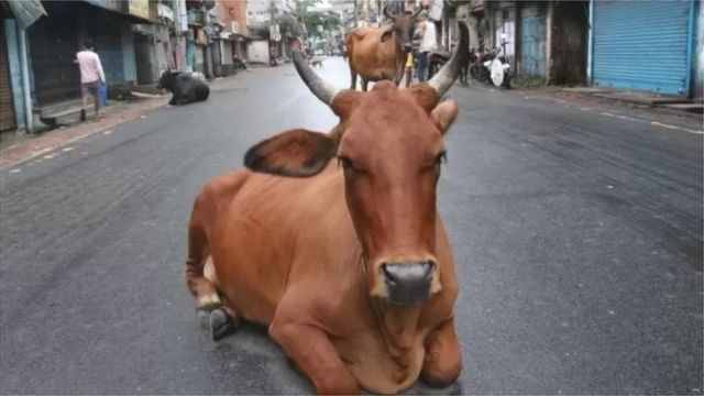 COW