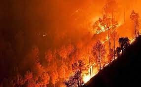 Forest FIRE