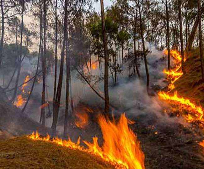 FOREST FIRE