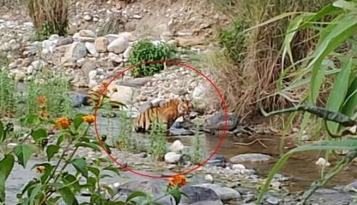 TIGER