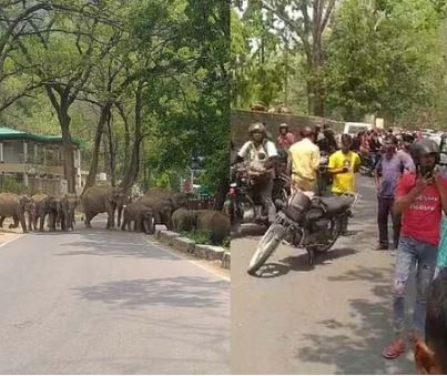 hathiyon ka jhund pauri highway
