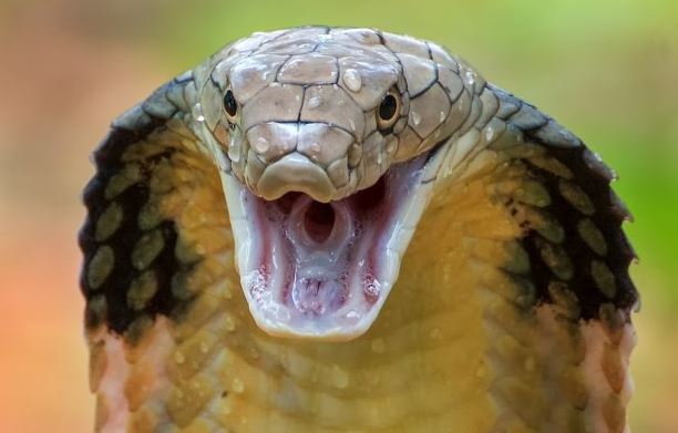 COBRA