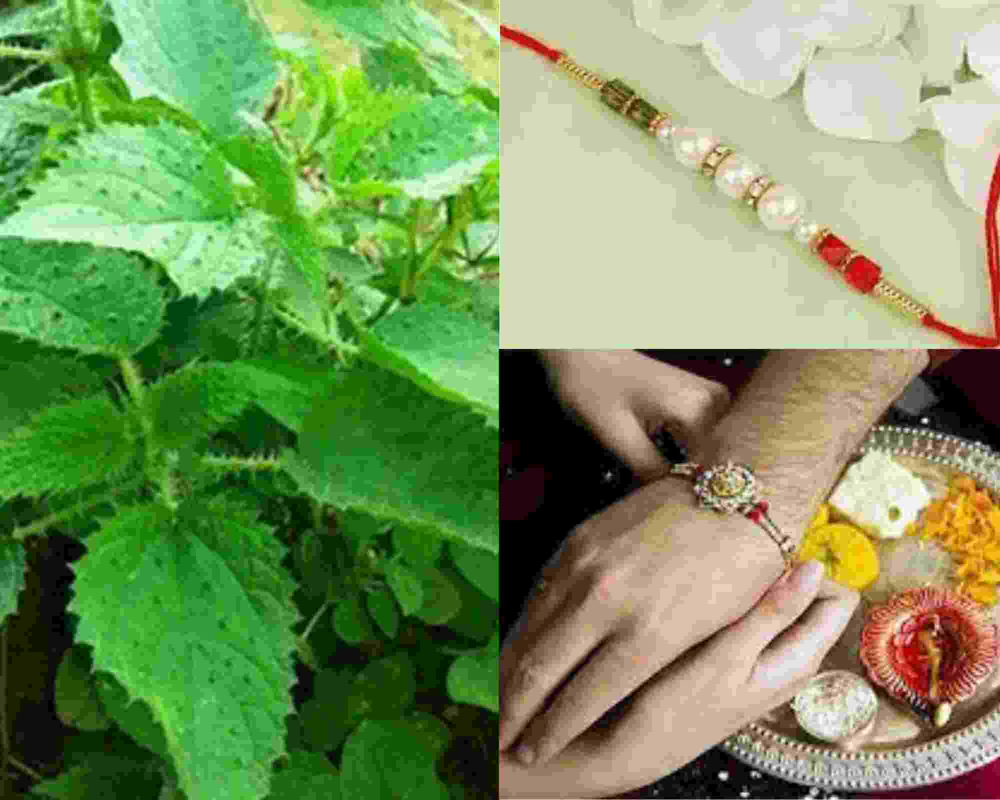 Rakhi
