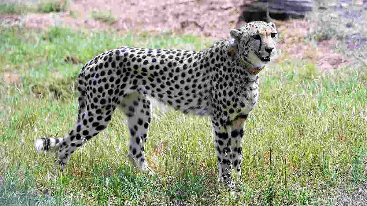 kuno cheetah कूनो नेशनल पार्क चीता