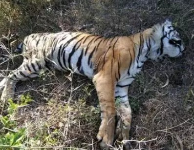 tiger death