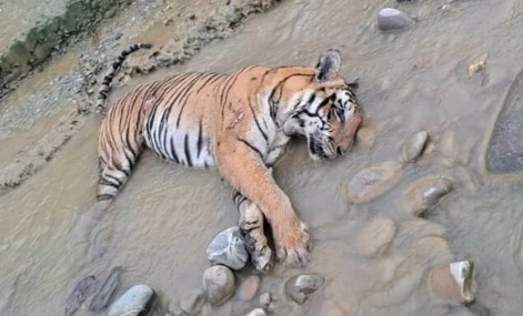 बाघिन मौत