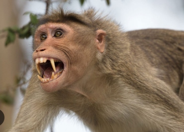 MONKEY ATTACK