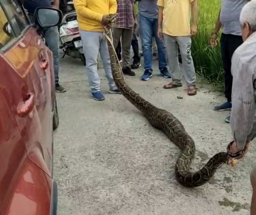 AJGAR PAKDA DOIWALA वन विभाग ने डोईवाला से पकड़ा विशालकाय अजगर