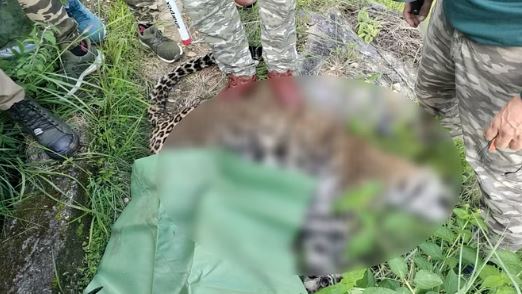 GULDAR KO DHER श्रीनगर में आतंक का पर्याय बने गुलदार को किया ढेर