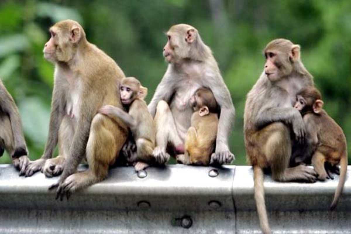 banadaro ka jhund लच्छीवाला में डेढ़ दर्जन से अधिक बंदरों की मौत