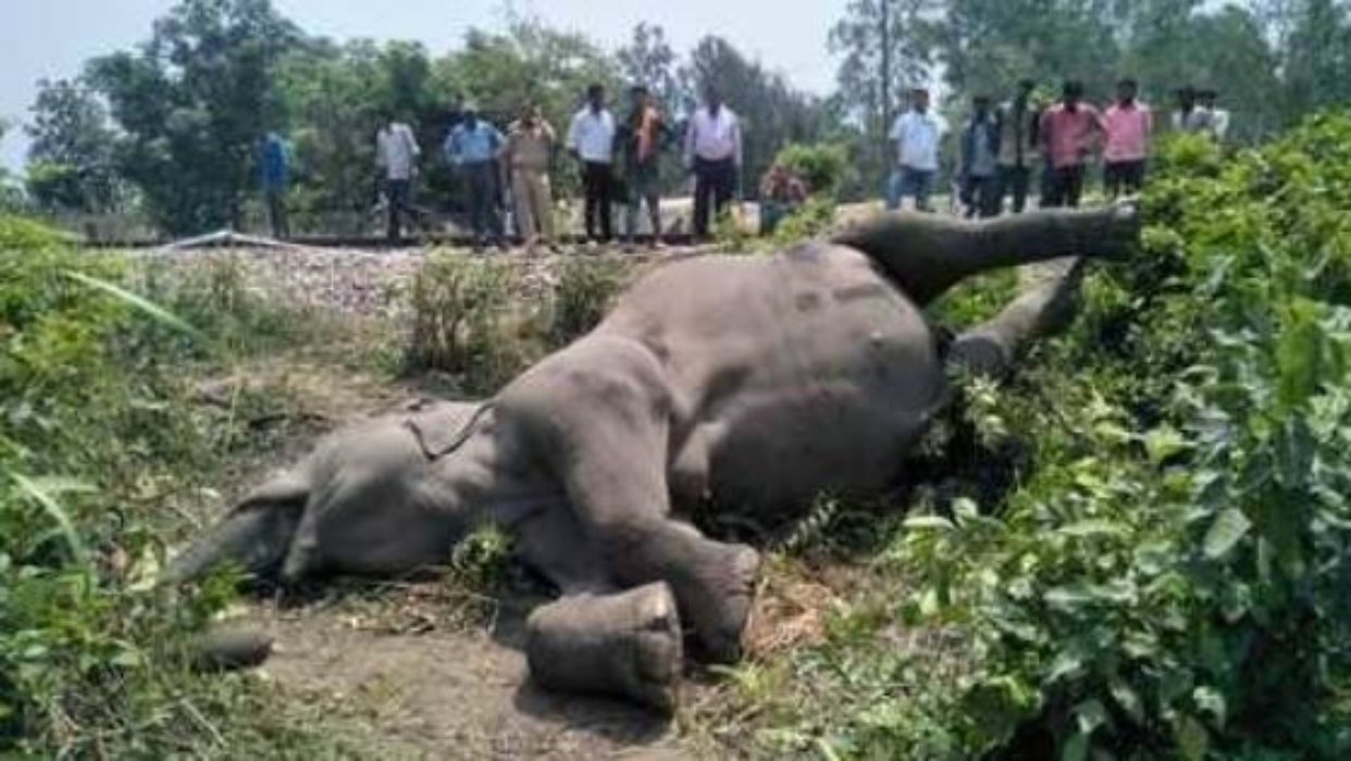 hathi ki maut