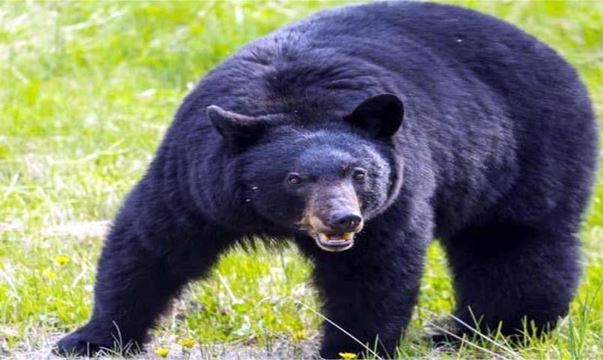 BEAR ATTACK