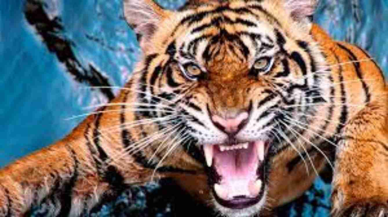 tiger attack