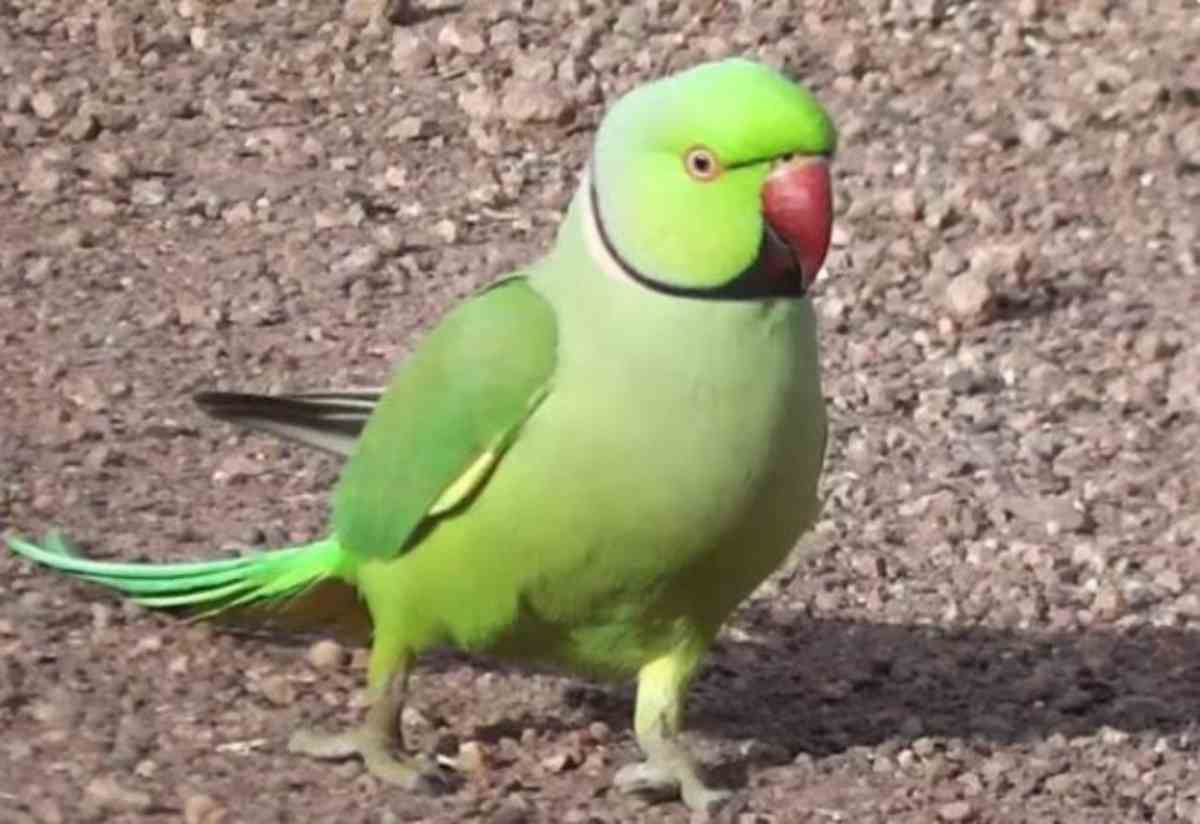 PARROT