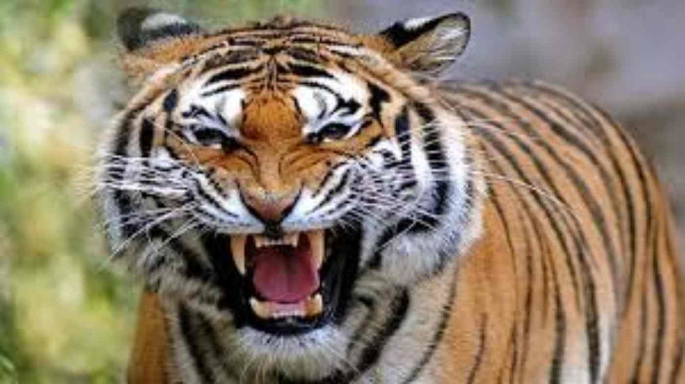 tiger attack