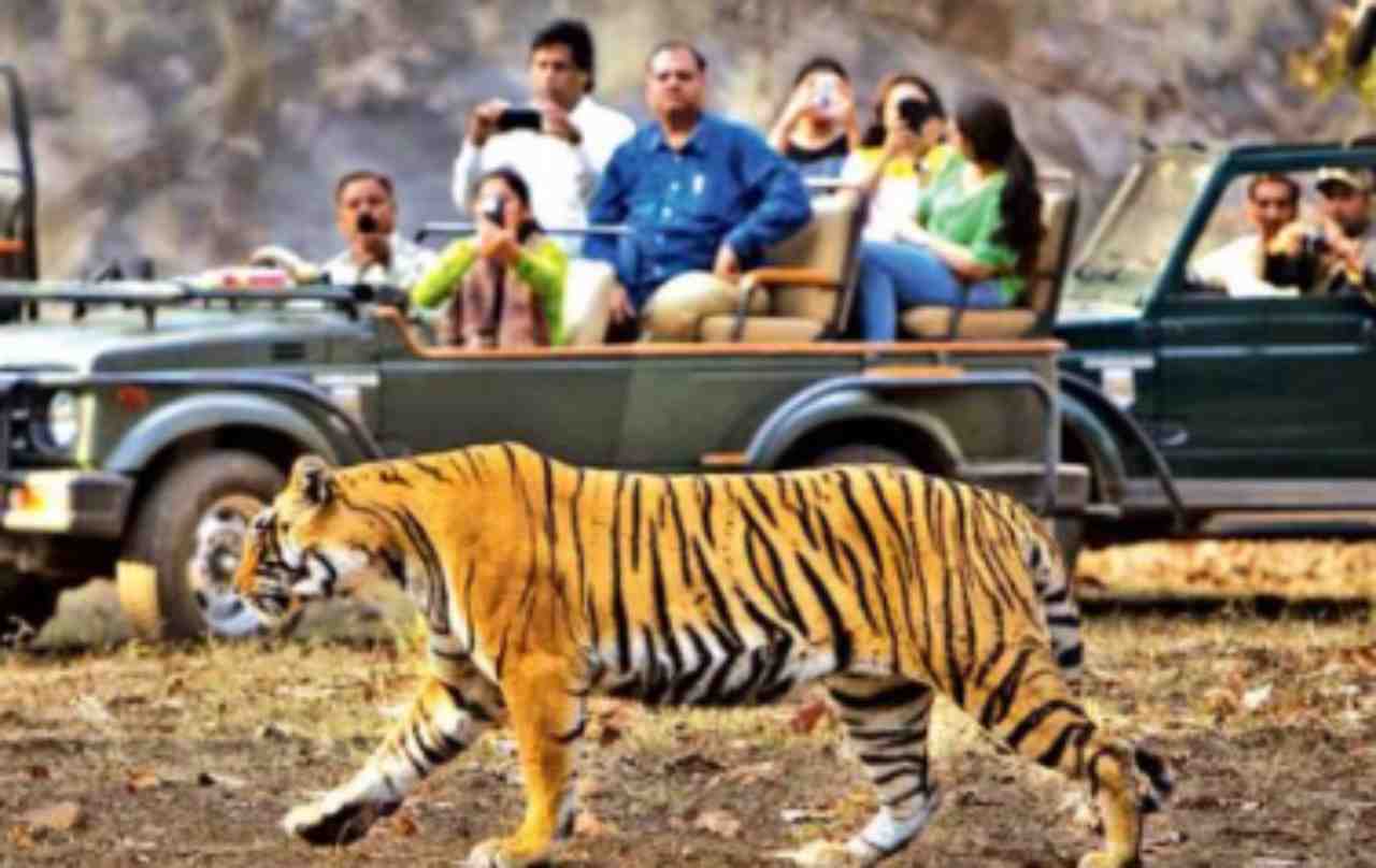 सफारी