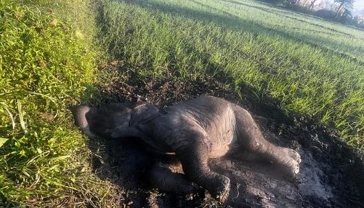 ट्रेन की चपेट में आने से मादा हाथी की मौत,